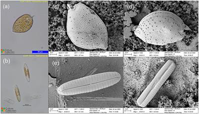 Generating open-source 3D phytoplankton models by integrating photogrammetry with scanning electron microscopy